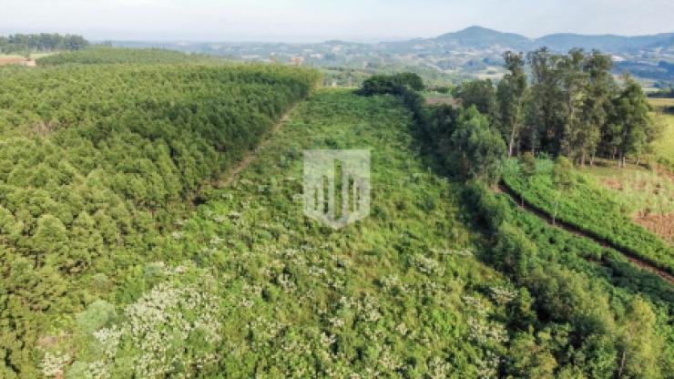 Áreas de terra, 65.159,20 m², à venda - Linha Nova Baixa - Presidente Lucena